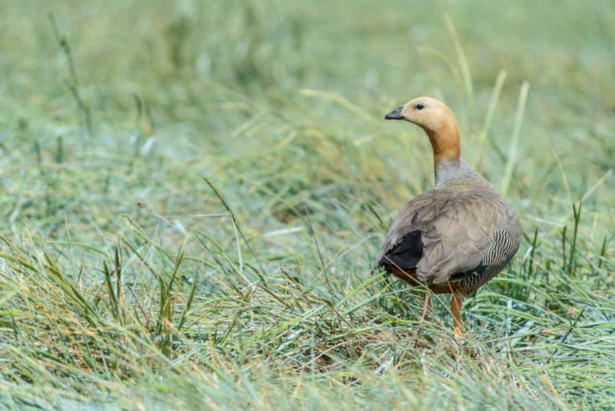 Ganso de Cabeza Rojiza - islas Falkland o Malvinas 02.jpg